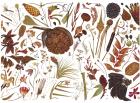 Herbarium Specimen Painting sheet 2, 2006-09 (w/c on paper)