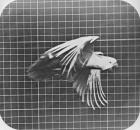 Cockatoo in flight, from 'Animal Locomotion, An Electro-Photographic Investigation of Consecutive Phases of Animal Movement', c.1872-85 (b/w photo)