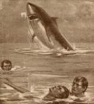19th century illustration of a man rescuing a swimmer with a shark in the background (litho)