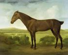 Brown Horse in a Hilly Landscape, c.1780-1800 (oil on canvas)