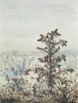 Thistles and Weeds, 1864 (w/c, bodycolour, pen & ink and pencil on paper)