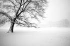 Lonely Central Park Tree