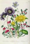 Calandrinia, plate 18 from 'The Ladies' Flower Garden', published 1842 (colour litho)