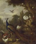 Peacock, peahen, parrots, canary, and other birds in a park, c.1708-10 (oil on canvas)