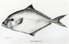 Paropsis Signata, plate 13 from 'The Zoology of the Voyage of H.M.S Beagle, 1832-36' by Charles Darwin (litho) (b/w photo)