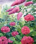 Garden Hydrangeas and Buddleia (watercolour on paper)