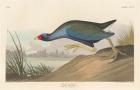 Purple gallinule, 1836 (coloured engraving)