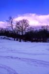 Purple Central Park Winter Nº2
