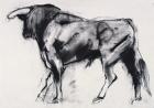 Toro Azul, study (charcoal on paper)