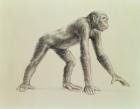 Dryopithecus Africanus (pencil on paper)