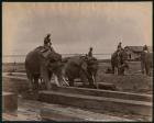 Working with elephants, c.1880 (albumen print)