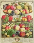 September, from 'Twelve Months of Fruits', by Robert Furber (c.1674-1756) engraved by Henry Fletcher, 1732 (colour engraving)