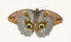 Owl Butterfly, 2013 (w/c on paper)