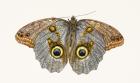 Owl Butterfly, 2013 (w/c on paper)