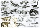 Carnivorous Animals (litho) (b/w photo)