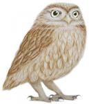 Little Owl, 2011 (watercolour paint and pencil)