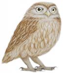 Little Owl, 2011 (watercolour paint and pencil)