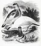 The Ptarmigan, illustration from 'A History of British Birds' by William Yarrell, first published 1843 (woodcut)