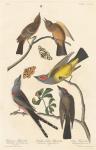 Arkansaw Flycatcher, Swallow-tailed Flycatcher and Says Flycatcher, 1837 (coloured engraving)