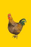 Cockerel