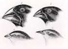 Darwin's bird observations (litho) (b/w photo)