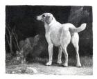 Dog, 1788 (engraving)