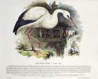 White Stork (Ciconia Alba) (colour litho)