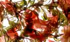 Hibiscus Coleus Array, 2009, (digital photogram, digital original print)