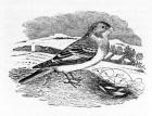 Tawny Bunting, illustration from 'A History of British Birds' by Thomas Bewick, first published 1797 (woodcut)