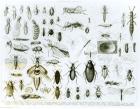 Entomology Insects (litho) (b/w photo)