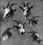 Six studies of goat heads (oil on canvas)