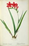 Gladiolus Cardinalis, from `Les Liliacees', 1805 (coloured engraving)