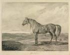 Copenhagen, from 'Celebrated Horses', a set of fourteen racing prints published by the artist, 1823-24 (litho)