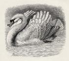 Swan driving away an intruder, from Charles Darwin's 'The Expression of the Emotions in Man and Animals', 1872 (litho)