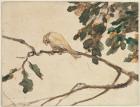 Canary on an Oak Tree Branch (w/c on paper)