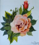 Pink Rose and Bud, 1986,(watercolour),