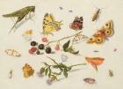 Study of Insects, Flowers and Fruits, 17th century