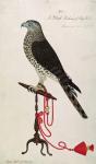 Indian Sparrow-Hawk (pen & ink & w/c on paper)