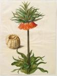 Fritilleria imperialis from the album Gottorfer Codex, c.1650 (gouache on parchment)