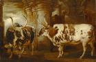 Portraits of two extraordinary oxen, the property of the Earl of Powis, 1814 (oil on panel)