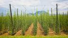 Hop plants growing in a hop field, Humulus lupulus, near Celje, Styria, Slovenia (photo)