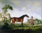 The Duke of Ancaster's bay stallion "Spectator", held by a groom, c.1762-5