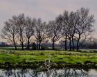 Winter Trees (watercolour on paper)