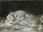 A Tyger (A Sleeping Cheetah) (mezzotint)