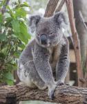 Koala, Phascolarctos cinereus (photo)