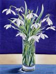 Snowdrops (watercolour on paper)