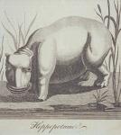 Hippopotamus, from 'The Gentleman's Magazine', published in December 1772 (engraving)