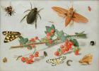 A sprig of redcurrants with an elephant hawk moth, a magpie moth and other insects, 1657 (oil on copper)