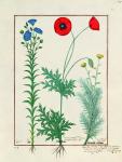Ms Fr. Fv VI #1 fol.130r Linum, Garden poppies and Abrotanum, illustration from 'The Book of Simple Medicines', by Mattheaus Platearius (d.c.1161) c.1470 (vellum)