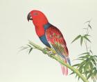 Electus Parrot, on a bamboo shoot, Ch'ien-lung period (1736-96) (colour on paper)